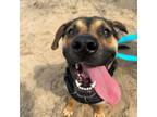 Adopt Hoagie a Rottweiler, Mixed Breed