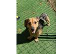 Adopt Sir Snarls-a-Lot - Reduced Fee! a Wirehaired Dachshund