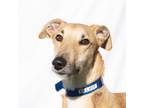 Adopt Elliot, fun, upbeat & friendly buddy! a Collie, Greyhound