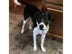 Adopt Buster a Hound, Mixed Breed