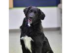 Adopt Rizzo a Border Collie