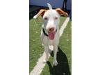 Adopt Mylo a Jack Russell Terrier
