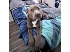 Adopt Smokey a Pit Bull Terrier