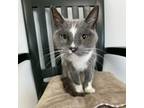 Adopt Taz a Domestic Short Hair