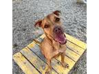 Adopt Eeyore a Boxer, Terrier