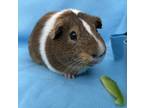 Adopt Matcha a Guinea Pig