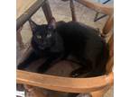 Adopt Parker a Domestic Short Hair