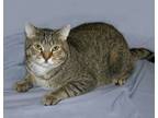 Adopt Sterling a Tabby