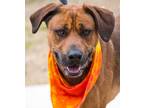 Adopt Terry a Mixed Breed