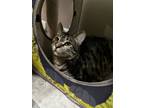 Adopt LaChoy a Domestic Short Hair