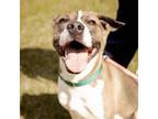 Adopt Ridley Boone 12-0613 a Labrador Retriever, Terrier
