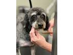 Adopt Grayson a Schnauzer, Poodle