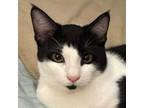 Adopt Hugo a Egyptian Mau