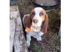 Adopt Snoopy in TX a Basset Hound