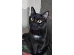 Adopt Binkers a American Shorthair