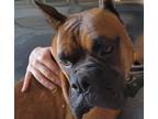 Adopt Pete a Boxer