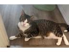 Adopt Basil a Tabby, Domestic Short Hair