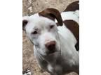 Adopt Neville a American Staffordshire Terrier