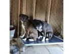 Adopt Duke a Boxer, Pit Bull Terrier