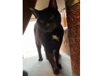 Adopt Raven a Domestic Short Hair