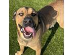 Adopt JAX a Mastiff, Bloodhound