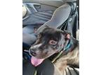 Adopt Midnight (Roscoe) a American Staffordshire Terrier