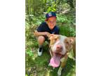 Adopt Duces a American Staffordshire Terrier