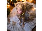 Adopt Hammer a Chocolate Labrador Retriever