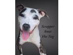 Adopt Scrapper a Mixed Breed