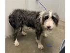 Adopt Mudd a Old English Sheepdog