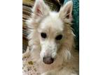 Adopt Junior a American Eskimo Dog