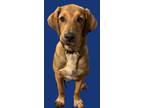 Adopt Barney a English Coonhound, German Shepherd Dog