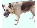 Adopt Max a German Shepherd Dog