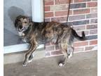 Adopt Franz Floofer a Catahoula Leopard Dog