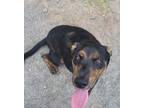 Adopt Hans Floofer a Catahoula Leopard Dog