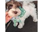 Schnauzer (Miniature) Puppy for sale in Macedon, NY, USA