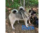 Norwegian Elkhound Puppy for sale in Stanardsville, VA, USA