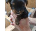 Yorkshire Terrier Puppy for sale in Zebulon, GA, USA