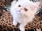 White Persian Kittens