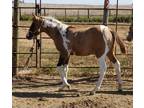 Homozygous Tobiano Dun Colt