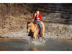 Family Friendly Anyone Can Ride, Nice Lineback Dun Mare, Team Ropes, Ranch Work