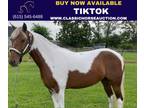 Registered Spotted Saddle Pony