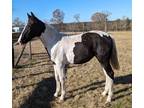 Beautiful Tobiano filly