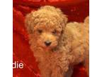 Poodle (Toy) Puppy for sale in Azle, TX, USA