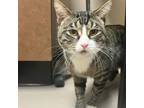 Tigger The Tiger, Domestic Shorthair For Adoption In Appleton, Wisconsin