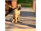 Mastiff Fawn