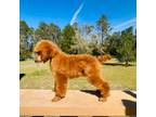 Mutt Puppy for sale in Brooksville, FL, USA