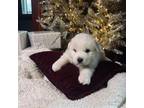 Great Pyrenees Puppy for sale in Demotte, IN, USA