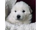 Great Pyrenees Puppy for sale in Demotte, IN, USA