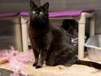 Adopt KITTY a Domestic Short Hair